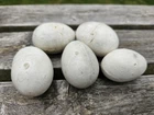 Antique Ceramic Chicken Brooding Eggs Decoy Dummy Crock Hen Vintage Farmhouse