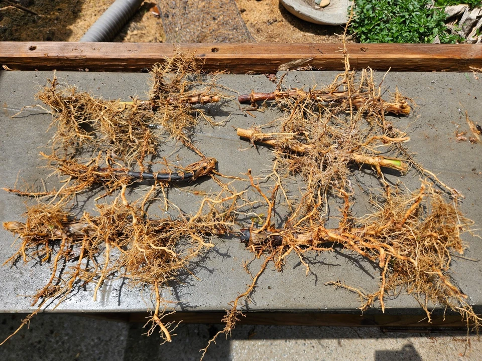 (6) Black Bamboo Rhizomes – Cold-Hardy, Evergreen – Privacy Screen, Fast-Growing - Image 2 of 4