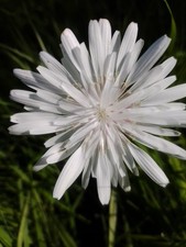 White dandelion White hawksbeard Crepis rubra Snow White Lovely annual