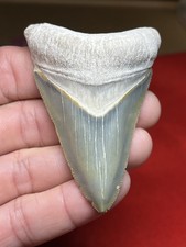 3.00” Bone Valley Megalodon Shark Tooth Fossil Blue White