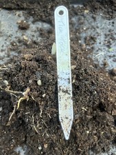 Hosta Tick Tock - Small Variety - UK Grower