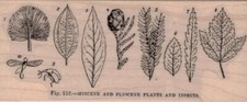 Miocene, Pliocene Plants/Insects 2 x 4 1/2" Rubber Stamp, Plants Stamp