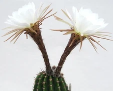 Echinopsis Vallegrandensis, lobivia cactus chamaecereus succulent seed -20 SEEDS