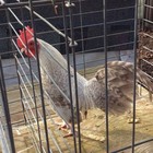 10+ fawn silver crele old english bantam Hatching Eggs — photo 1