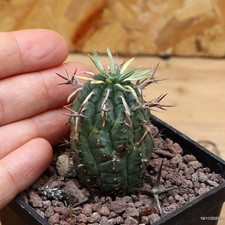 Euphorbia stellispina Vaso 7 cm Cod.1911-3