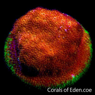 CORALS OF EDEN ~ Watermelon Cyphastrea Coral Frag - Live Coral for Sale LPS SPS