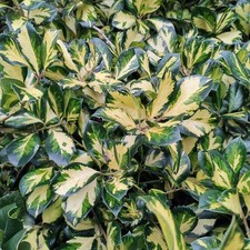 Ilex Lawsoniana Golden Variegated Evergreen Hardy Garden Ready Holly Plant Shrub