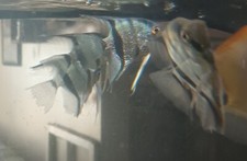 Blue Angelfish Live Freshwater Fish