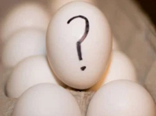 10 FRESH FERTILE SURPRISE HATCHING EGGS CHICKEN DUCK GOOSE PEACOCK QUICK SHIP