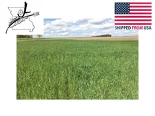 20 lb Wrens Abruzzi Cereal Rye Seed Non-GMO Grain Deer Food Plot Winter Grazing 