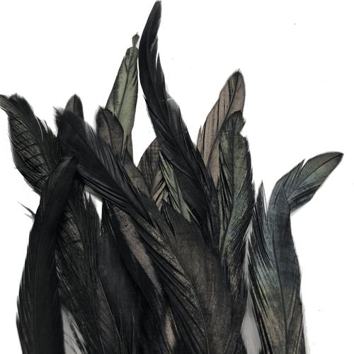 Coque Tail Feathers 8-10" 240mm - 10 grams - Black Dyed - Picture 2 of 3