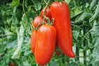 25 Graines De Tomate Cornue Des Andes