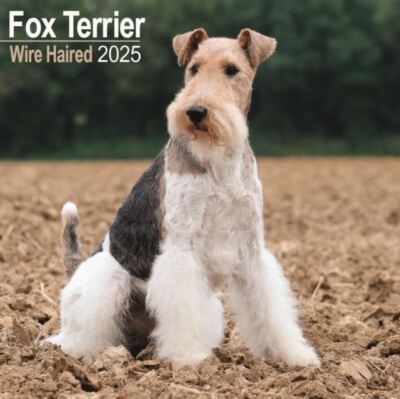 Foxterrier Drahthaarkalender 2025 - quadratischer Wandkalender