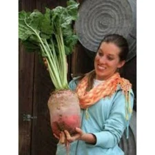 50 Mammoth Mangel Beet Seeds to Grow The Biggest Beets in The World