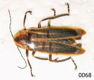 0068 Cantharidae Photuris Pensylvanica 10 13mm A1 From Canada Ebay