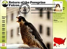Dr Jim Stamps Maximum Card Peregrine Falcon 85C Fdc