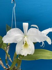 Cattleya warneri Alba  Mauna Kea  X  Claire  Fragrant Orchid Eros Plant 5.5  Pot