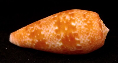 FS Conus (Textilia) bullatus 62mm | eBay
