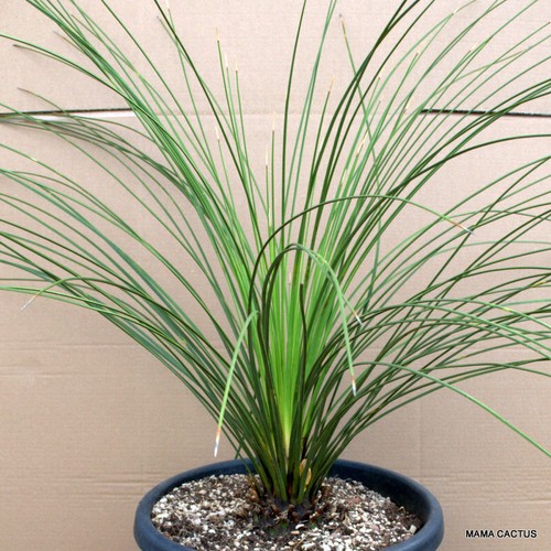 A913 DASYLIRION LONGISSIMUS pot 40 cm H 7,5 cm W 9 cm MaMa Cactus