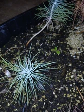 Pinus Sabiniana seedling - 1 year old Ghost Pine start