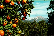 Orange Tree's In The Foothill Valeys & Snow Capped Mountains Vintage Postcard