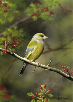 Greenfinch - Limited Edition, Signed, Fine Art Bird Print | Nigel Artingstall