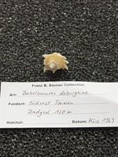Stachelschnecke/Babelomurex deburghiae 22x20mm 1969 mit Funddaten
