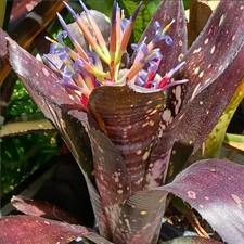 BUY 4 SAVE 20% BROMELIAD Billbergia Beadle's MUCHO MAS Offset Opportunity
