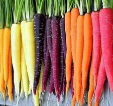Rainbow Carrot Seeds for Planting Heirloom Packets 750 Seeds – Plant & Grow