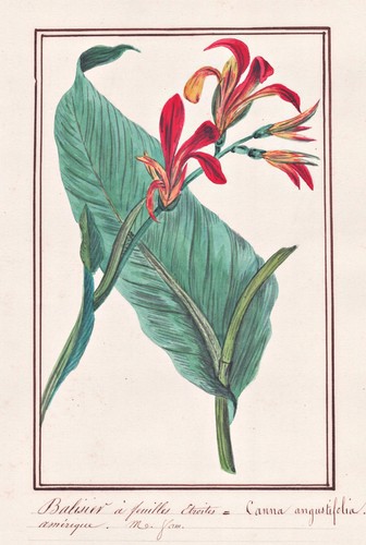 Blumenrohr Canna Lily Botany Flower Aquarell Drawing 1830