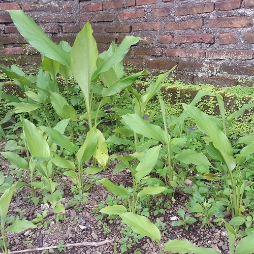 700 Gram Rhizome Indonesia White Turmeric (Curcuma Mangga) Fresh for Growing - Picture 6 of 7
