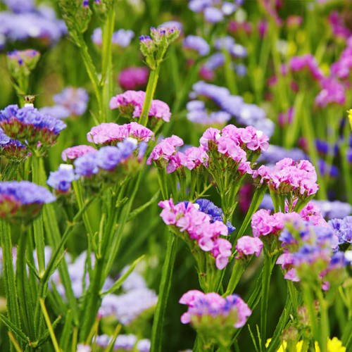 50 Statice Rainbow Mix Flower Seeds UK Purple White Pink Blue Yellow SeaLavender - Picture 3 of 5