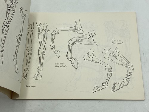 Vintage DRAWING HORSES by pitman Illustrated Guide 1956 Booklet - Picture 11 of 14
