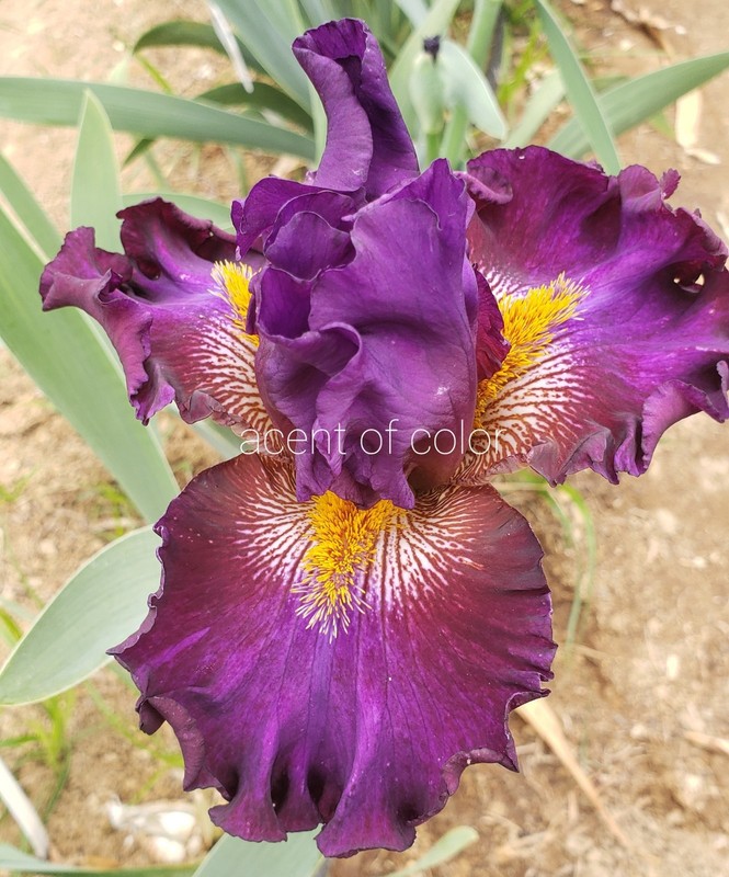 Tall Bearded Iris Acent Of Color Last One