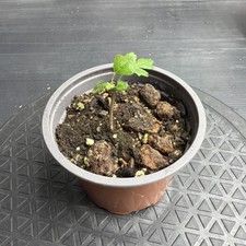 Rare Boswellia sacra Frankincense Tree UK Grown Exotic Bonsai Style Desert Plant