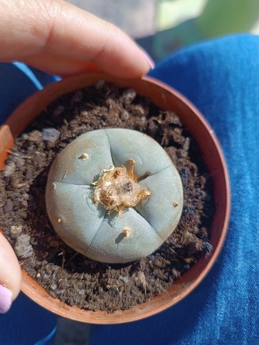 Peyote Grande Maceta De 8 Cm Con Raíz