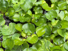 Water Hyacinth, Eleocharis Crassipes, Live Aquarium /Floating/Aquatic/Pond Plant