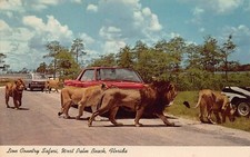 West Palm Beach FL Florida Lion Country Safari Cars Cats 1960s Vtg Postcard P10