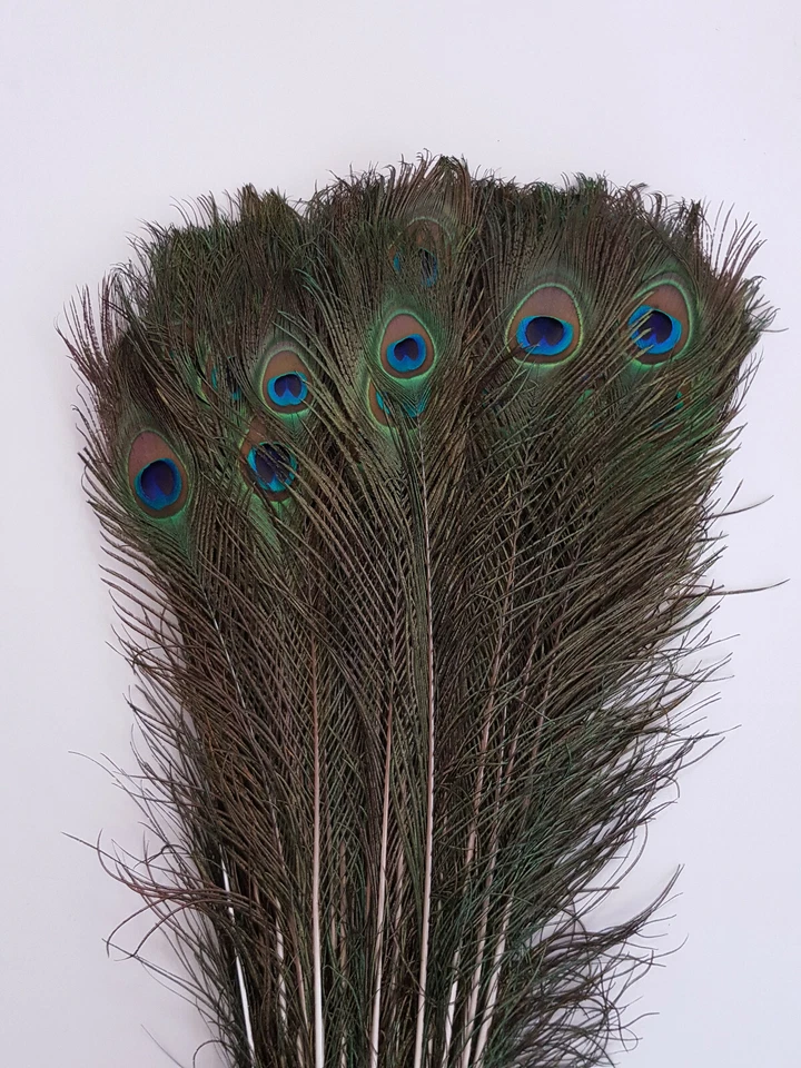 10-50 inches Natural Peacock Feathers with Big Natural Eyes 10-100 Pcs from GA - Image 3 of 4