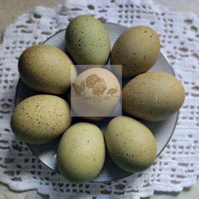 6 Olive / Speckled Olive hatching eggs