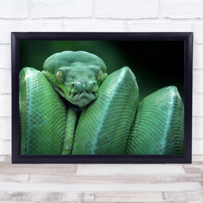 Schlange grüner Baum Python Kopf Bokeh Nahaufnahme Wandkunstdruck