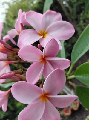 Hawaiian Royal Pastel Pink Plumeria  - ''Y'' Cutting - Frangipani 12''  Fragrant 