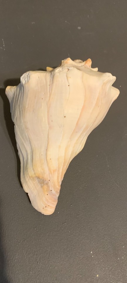 Large Atlantic Lightning Whelk Seashell Conch Shell Rare Real 6 inch ...