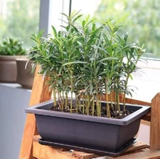 Willow Bonsai Tree Forest Kit for Growing - 8 Inch Pot and Tray, Soil, 15 Trees 