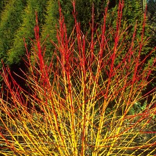Cornus sanguinea Winter Beauty in 2L pot approx 24" tall