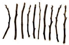10 Chicago Hardy Fig Tree Cuttings 9- 10" Inches long  Five Nodes Average
