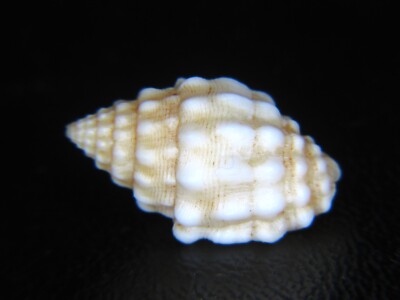 MITRA ''PUSIA'' CANCELLAROIDES: THE LARGEST ONE ON EBAY @ 18.62MM!