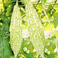 White Pearl Bitter Melon Seeds - For 2025 Planting Indian Bitter Gourd Karela