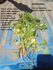 Live watercress plant - marginal/bog/pond/aquarium/edible