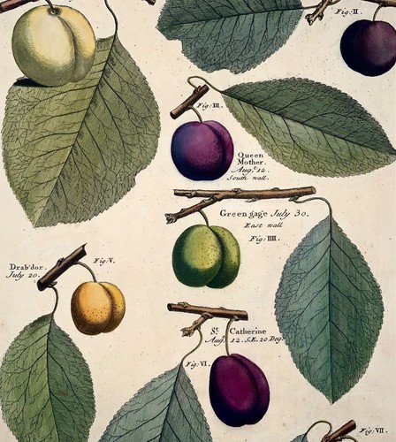 1729 Pomona: plums fruit, Batty Langley (b. 1696), large folio, botany - Picture 3 of 4